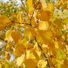 Prairie Gold Aspen Populus tremuloides #15 - Image 2